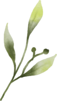 Aquarell Grün Blätter Element png