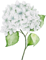 Hydrangea Bouquet Watercolor png