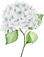 hortensia bouquet aquarelle png