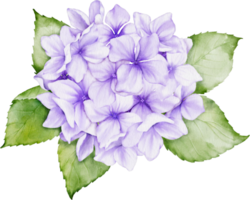 hortensia bukett vattenfärg png