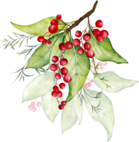 Christmas watercolor of berries and leaves png