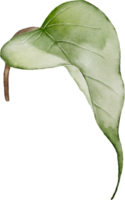 lila blad element med vattenfärg png