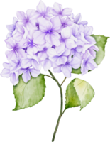 hortensia bukett vattenfärg png