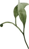 waterverf groen bladeren element png