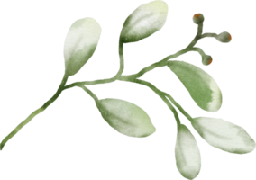 acuarela verde hojas elemento png