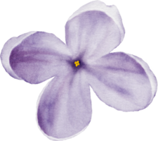 Lilac blossom element watercolor png