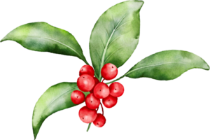 Christmas watercolor of berries and leaves png