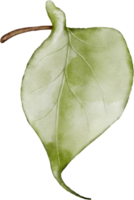 lilla foglia elemento con acquerello png