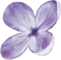 lila blomma element vattenfärg png