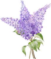 Purple lilac bouquet twigs watercolor element png