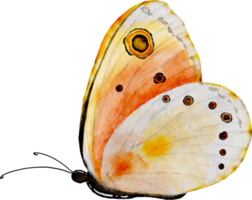 Yellow orange butterfly watercolor painting png