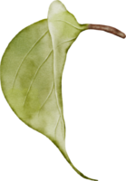 lilla foglia elemento con acquerello png