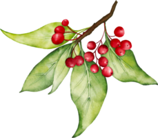 Weihnachten Aquarell von Beeren und Blätter png