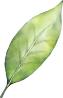 Christmas Leaf Berry Watercolor png