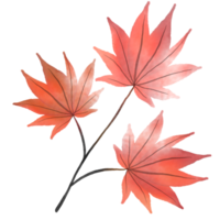 Autumn maple leaves in watercolor style png