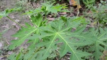 close up of papaya plant leaves video