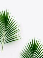 AI Generative palm leaves on a white background photo
