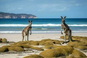 Australian kangaroos beach rock. Generate Ai photo