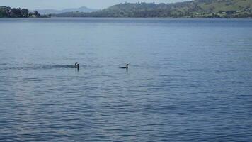 The group of cormorant water birds swimming in a lake and flying away at Lake Hume, Albury, New South Wales, Australia. video