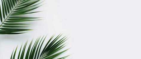 AI Generative palm leaves on a white background photo