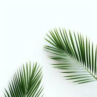 AI Generative palm leaves on a white background photo