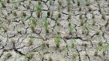 el efectos de el niño hacer el arroz campos seco y agrietado video