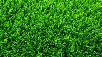 AI Generative green grass background and texture photo
