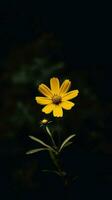 AI Generative single yellow flower in a dark photo