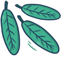 illustration of leaf and  branch png