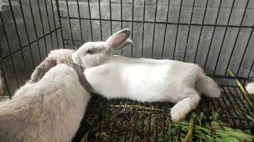 Couple rabbits resting in a cage photo