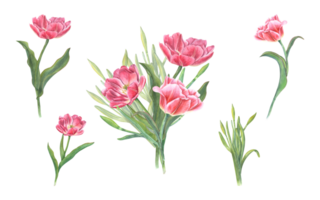 acuarela ramo de flores de rosado tulipanes, narciso. hermosa ilustración para el diseño de postales, saludos, patrones, para salvar el fecha, san valentin día, cumpleaños, Boda tarjetas png