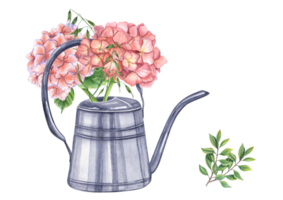 Pink garden hydrangea with green herbs in metallic shiny watering can. Blooming fresh Hortensia. Watercolor illustration. For the design of booklets, flyers png