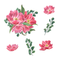 rosado doble tulipanes, eucalipto, verde hojas. acuarela ilustración. para tu diseño, invitación, cumpleaños tarjetas, póster, textil diseño, huellas dactilares, modelo png