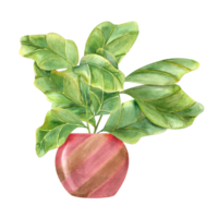 Ficus lyrata in colored ceramic pot. Stylish plant with huge green leaves. Houseplants with fiddle leaf fig for interior decor, label, logo, greetings. Indoor gardening. Watercolor illustration png