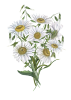 Bouquet of daisy with wild oats. White Chamomile. Watercolor illustration of meadow flowers. For wedding invitation, birthday cards, poster, textile design, pattern png