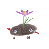 Planting flowers in the ground and caring for them. Crocuses, bulbs, soil, hand trowel, small fork. Watercolor illustration for the design of booklet, flyer, label png