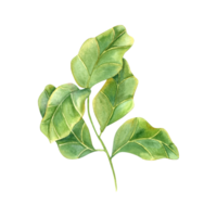 Stylish plant with huge green leaves. Houseplants with fiddle leaf fig. Ficus lyrata branch for indoor gardening. For interior decor, design element for modern room. png