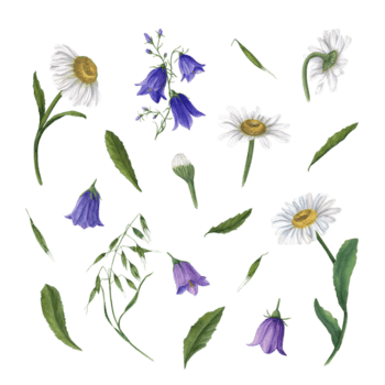 conjunto do aguarela margarida, campânula, selvagem aveia. perfeito para papel de parede, imprimir, têxtil, scrapbooking, Casamento convite, bandeira projeto, cartões postais png