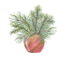 Bouquet of Christmas Pine, spruce branch. Cedar, conifer branches. Evergreen plant. Watercolor illustration of green lush sprig. For winter postcard design, Xmas and New Year cards png