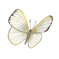 Watercolor flying white cabbage butterflies. Perfect for wallpaper, print, textile, nursery, scrapbooking, wedding invitation, banner design, postcards, clothing png