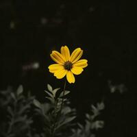 ai generativo soltero amarillo flor en un oscuro foto