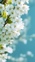 white flowers blossom photo