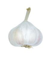 whole garlic isolated png