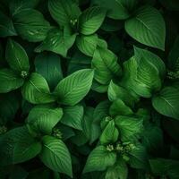 green nature leaves photo