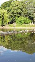 hoch Winkel Aufnahmen von Wasser Vögel sind Schwimmen im das See von Krieg Öffentlichkeit Park Luton, England, Vereinigtes Königreich. video