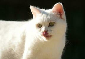 Cute Kitten is Posing in the Home Garden at Luton, England UK photo