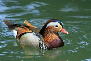 Male mandarin duck photo