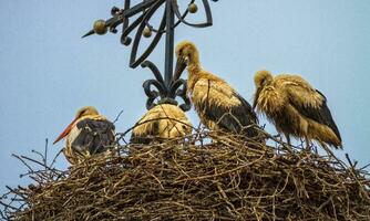 Four european white storks, ciconia, in the nest photo