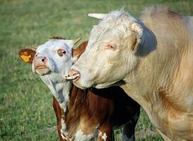 Cow and calf portrait photo