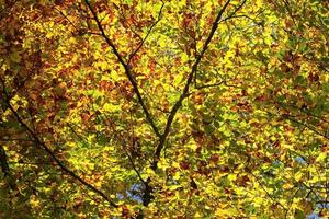 vistoso árbol hojas en otoño foto